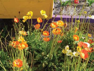 A cluster of Iceland poppies in a landscape.